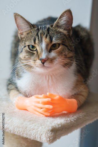 Tiny hands help this funny cute cat relax in a cozy indoor space adorned with soft textures and playful vibes during a sunny afternoon