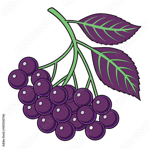 Cluster of dark purple berries with leaves