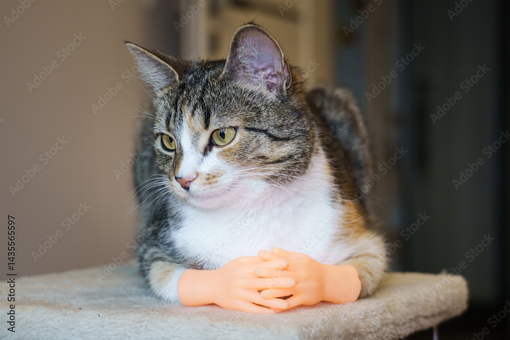 Cute cat amusingly poses with tiny hands in a cozy indoor setting, bringing joy to all who see this adorable sight