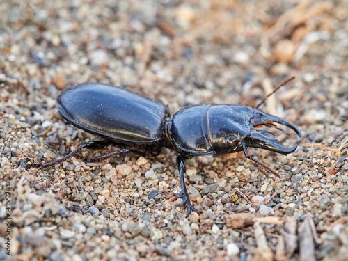 Black beetle on a white background. Big-headed Ground Beetle. Genus Scarites. Family Carabidae.
 photo