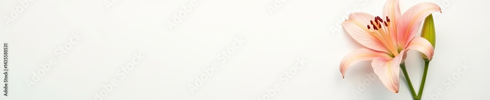 Fototapeta premium Minimalistic blank photo frame with fresh lily flower on white background, mockup, simplicity