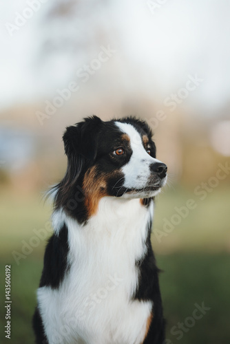 australien shepherd in the park  