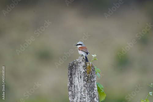 The Red-backed Shrike 