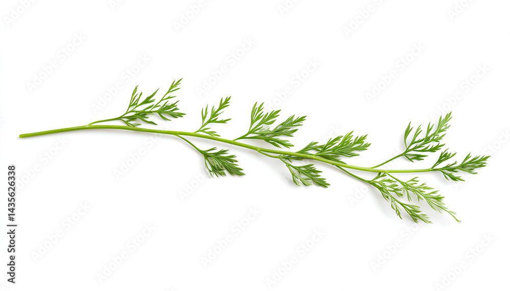 Fototapeta premium One green carrot twig isolated on white