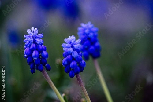 Traubenhyazinthen im Garten