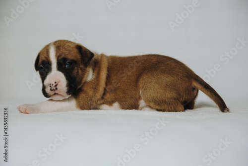 american staffordshire terrier puppy