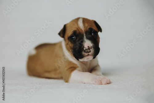 american staffordshire terrier puppy
