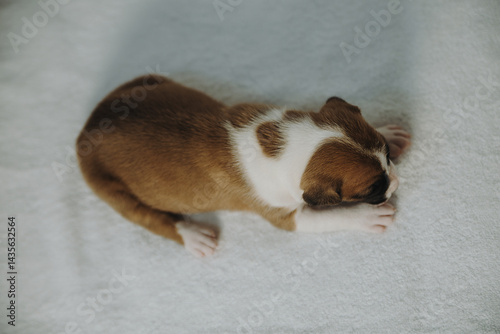 american staffordshire terrier puppy
