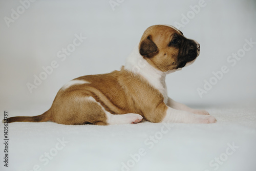 american staffordshire terrier puppy