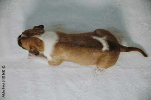 american staffordshire terrier puppy