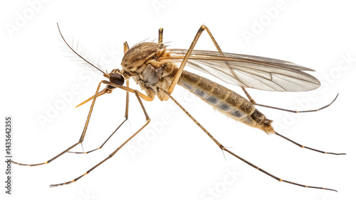 Detailed closeup of a mosquito insect png ai