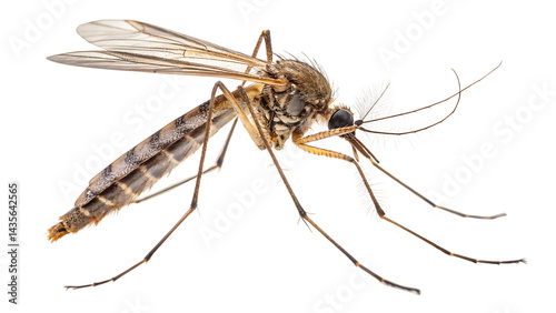 Detailed closeup of a mosquito, high resolution png