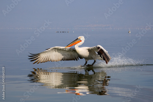Fotografía Krauskopfpelikan landet auf dem Wasser