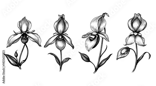 Lady Slipper Orchids Engraved Botanical Illustration Black and White Vintage