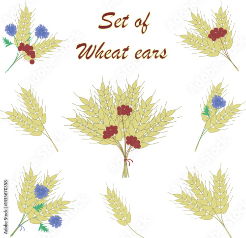 Vector wheat ears collection