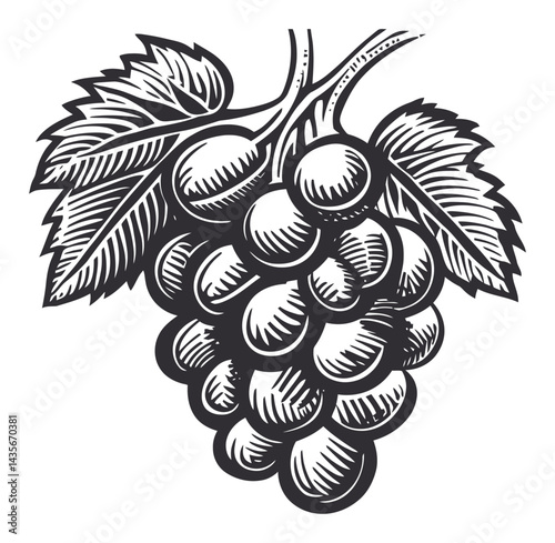 Vintage Woodcut Illustration of Grapes with Detailed Leaf Design