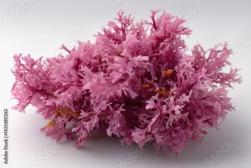 Blossoming Irish Moss: Isolated Pink Flowering Seaweed in Serenity of Nature