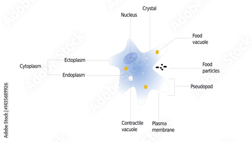 Cute Amoeba Cell Vector Illustration
