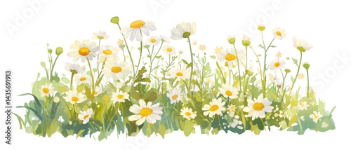 Obraz na płótnie PNG A field of white daisies with leaves and grass daisy art illustration. w salonie