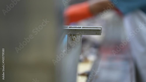 Close-up of worker’s hand with orange glove arranging pieces of fish on a conveyor belt in a seafood canning production line for food processing.