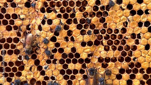 Native wild Thai bees on a honey comeb collected from the jungle of phuket farms in Thailand
