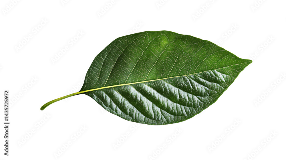 Obraz premium Fresh Green Leaf Isolated on White Background for Natural Concepts and Botanical Design