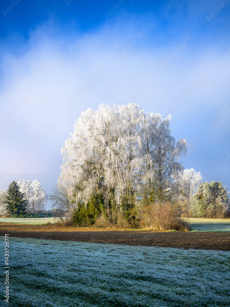 Group of frosted birch trees at a field