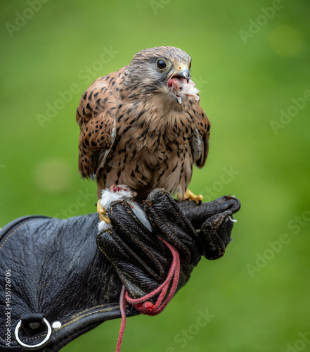 Falcon sitting on the hand of the faloncer