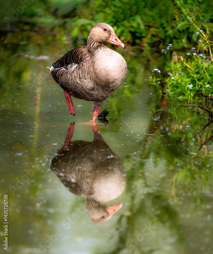 Grayleg goose standing in the water