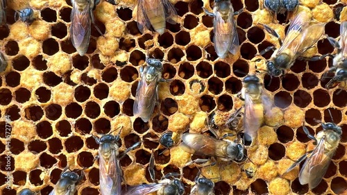 Native wild Thai bees on a honey comeb collected from the jungle of phuket farms in Thailand