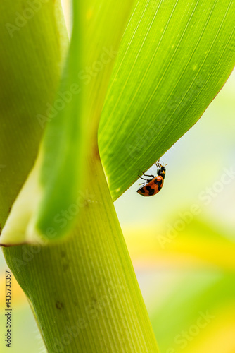 macro details of ladybug insect crawling on green corn plant stalk