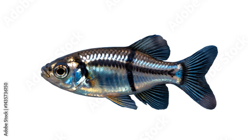 Metallic Blue Fish with Iridescent Scales Isolated on Transparent Background