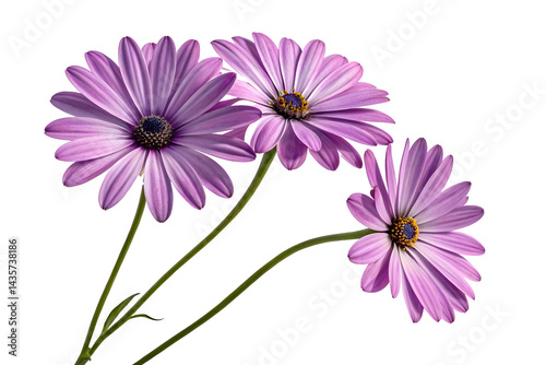 Purple Daisy Flowers Macro Shot