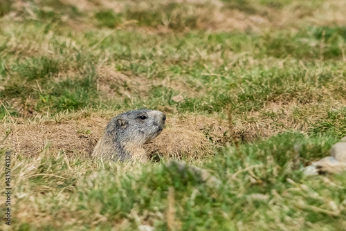 Obraz na płótnie Alpine marmot hiding in its burrow in a mountain meadow in the Pyrenees w salonie