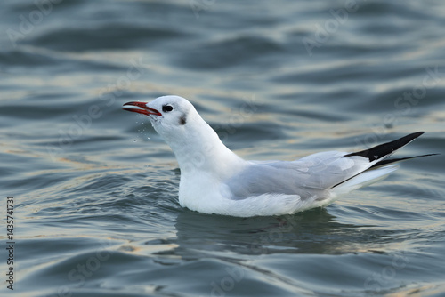 Black-headed gull swallowing a fish at Tubli bay, Bahrain photo