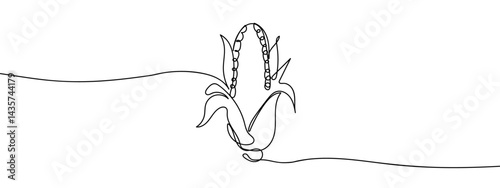 Continuous line, corn, peeled corn hand drawn line drawing illustration, vector, transparent background.