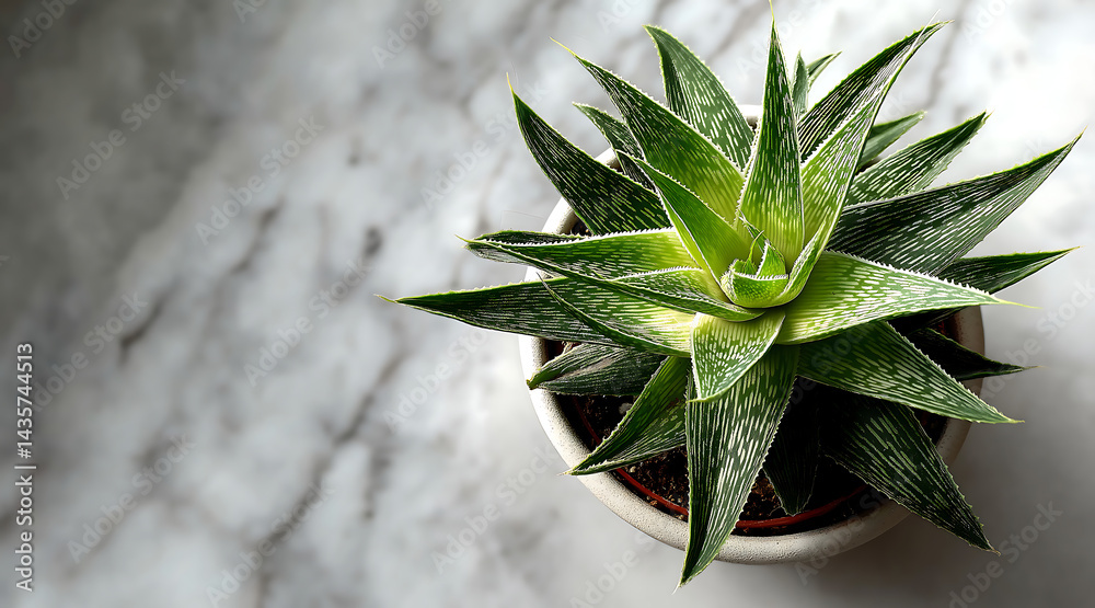 Fototapeta premium Top View of Aloe Vista in Orange Pot on White Marble Background