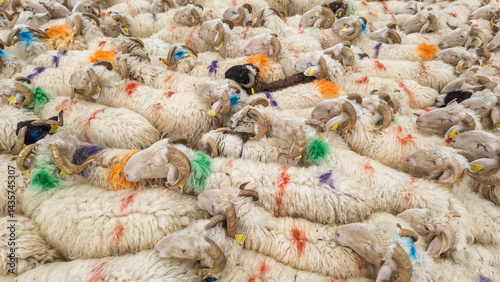 Obraz na płótnie Sheep farm in the Pyrenees mountains. Cheese production in France w salonie