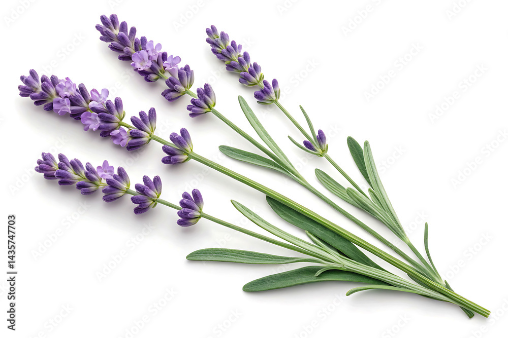 Fototapeta premium Lavender Flowers Isolated on White Background