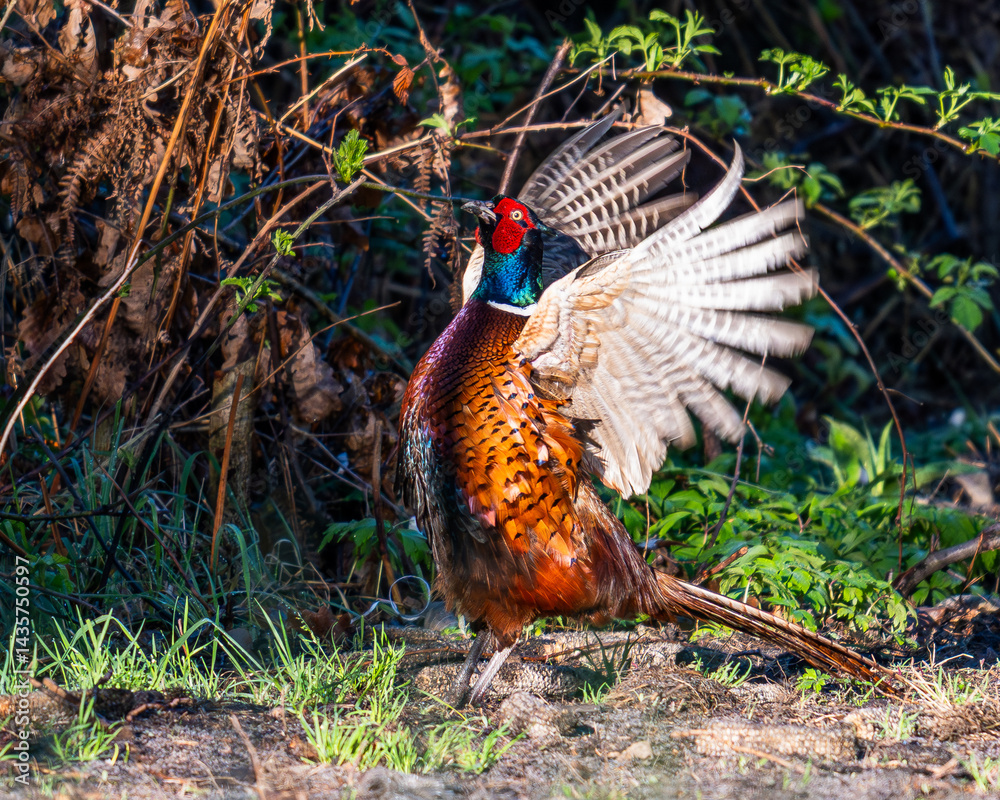 Fototapeta premium pheasant in the grass