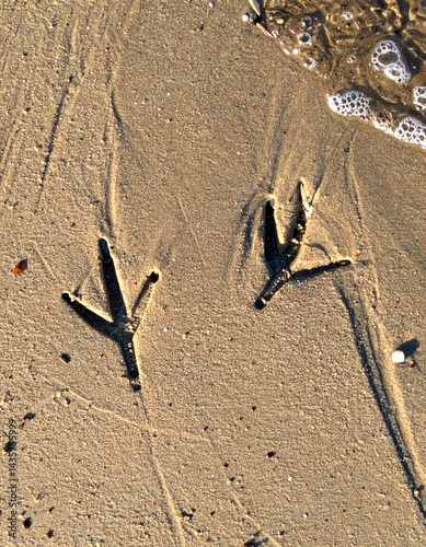 bird feet print in the sand  photo