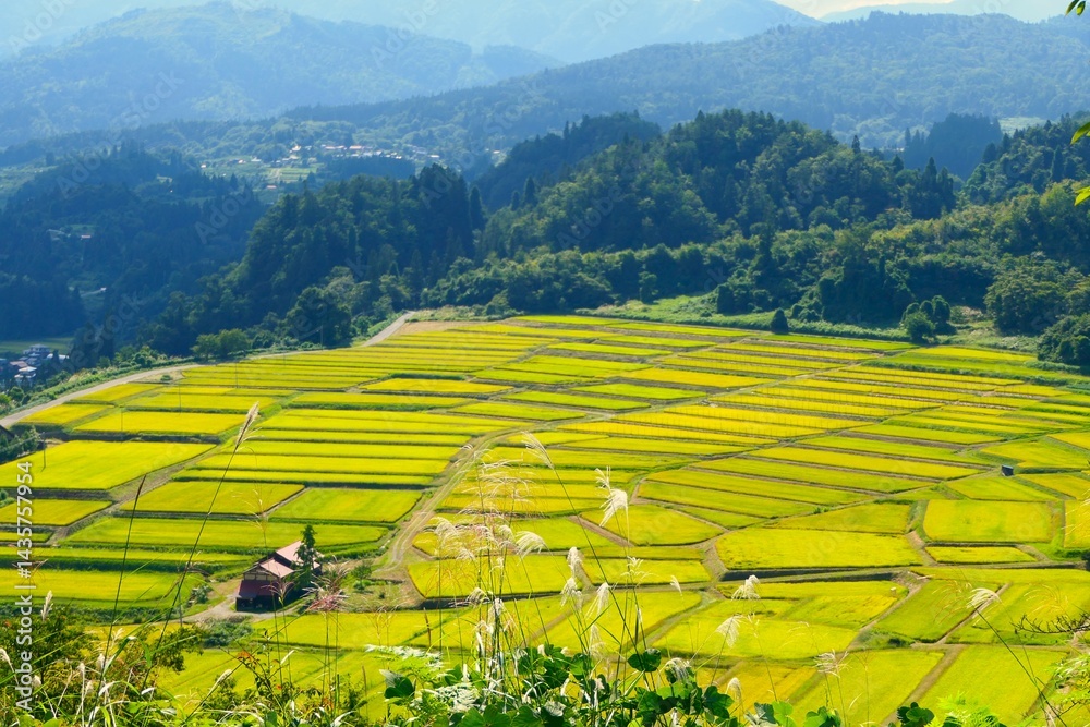 くぬぎ平の棚田。朝日、山形、日本。9月中旬。