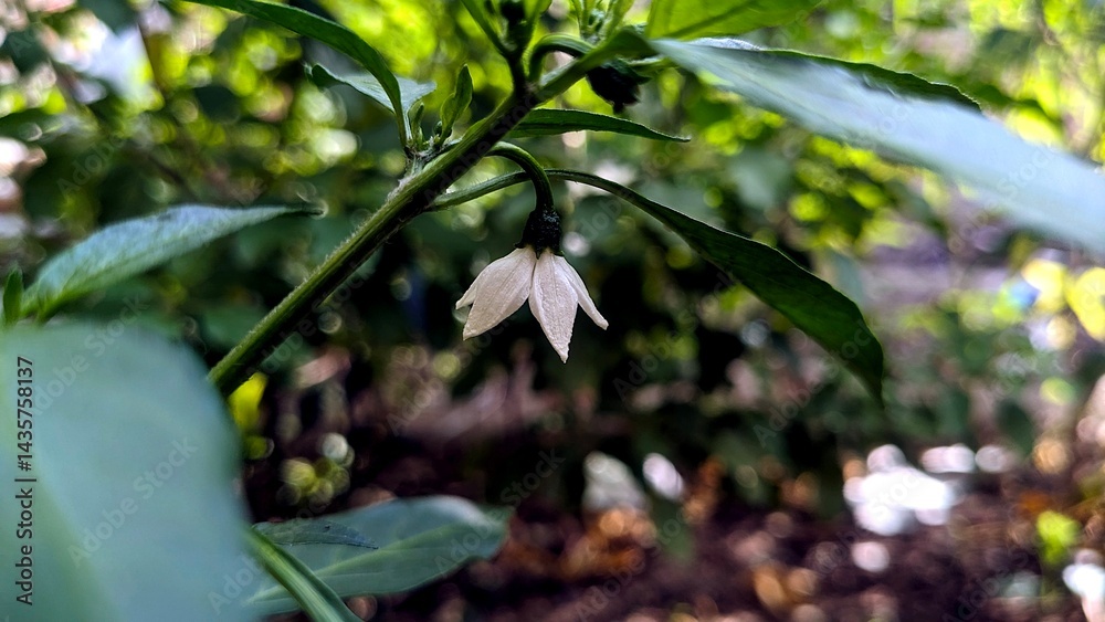 Fototapeta premium Pepper Plant Blossom Close Up