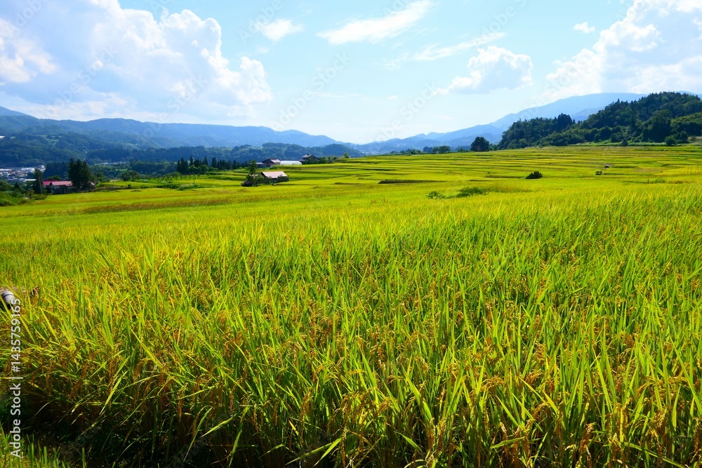 くぬぎ平の棚田。朝日、山形、日本。9月中旬。