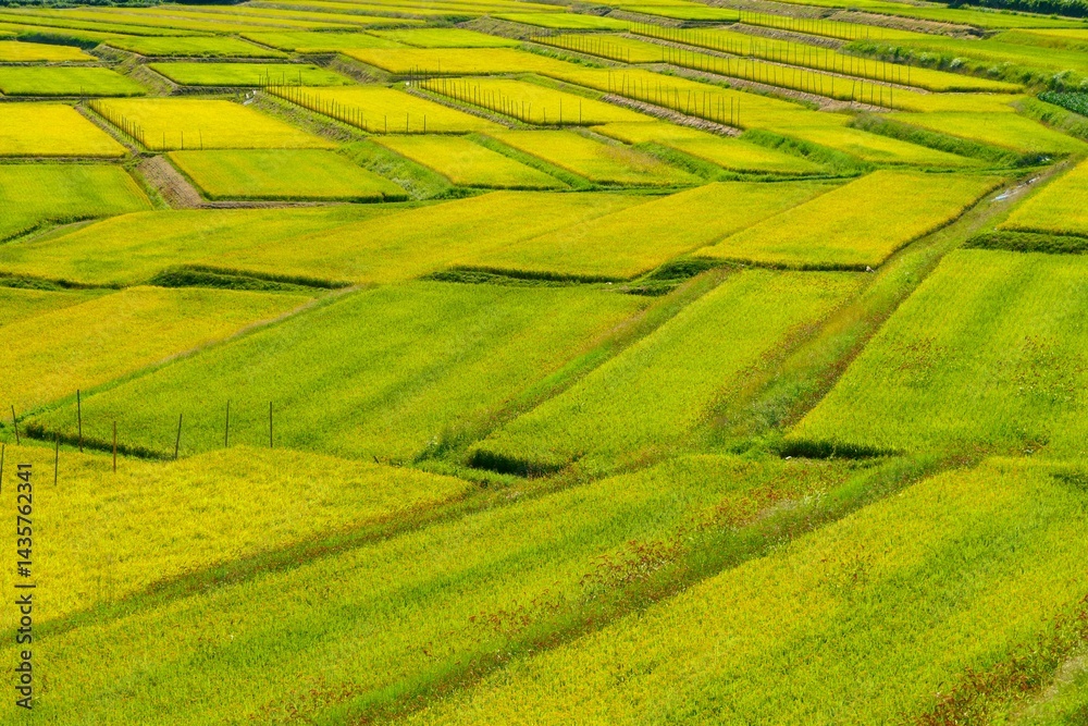 くぬぎ平の棚田。朝日、山形、日本。9月中旬。