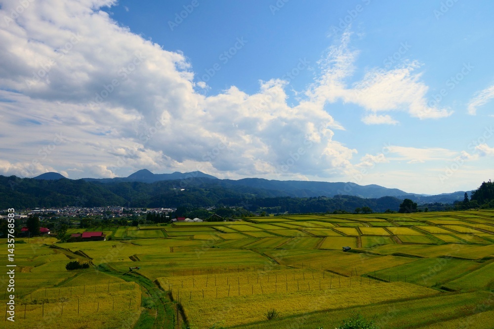 くぬぎ平の棚田。朝日、山形、日本。9月中旬。