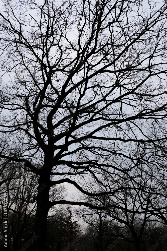 Intricate network of bare tree branches creates striking silhouette against a pale sky in a tranquil winter forest