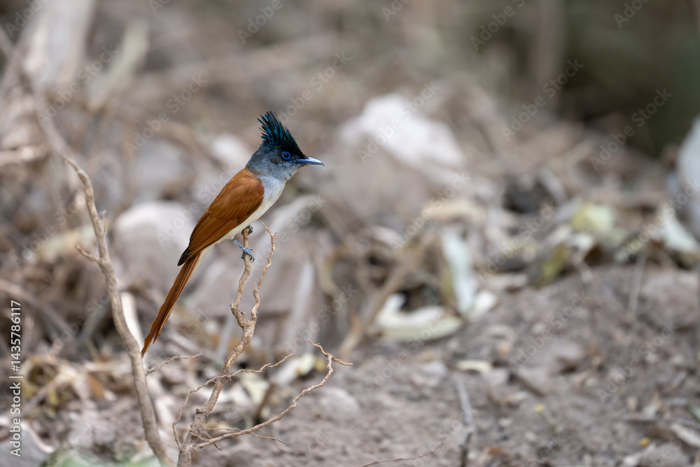 A Indian paradise flycatcher Bird Perched on a Branch in Natural Habitat