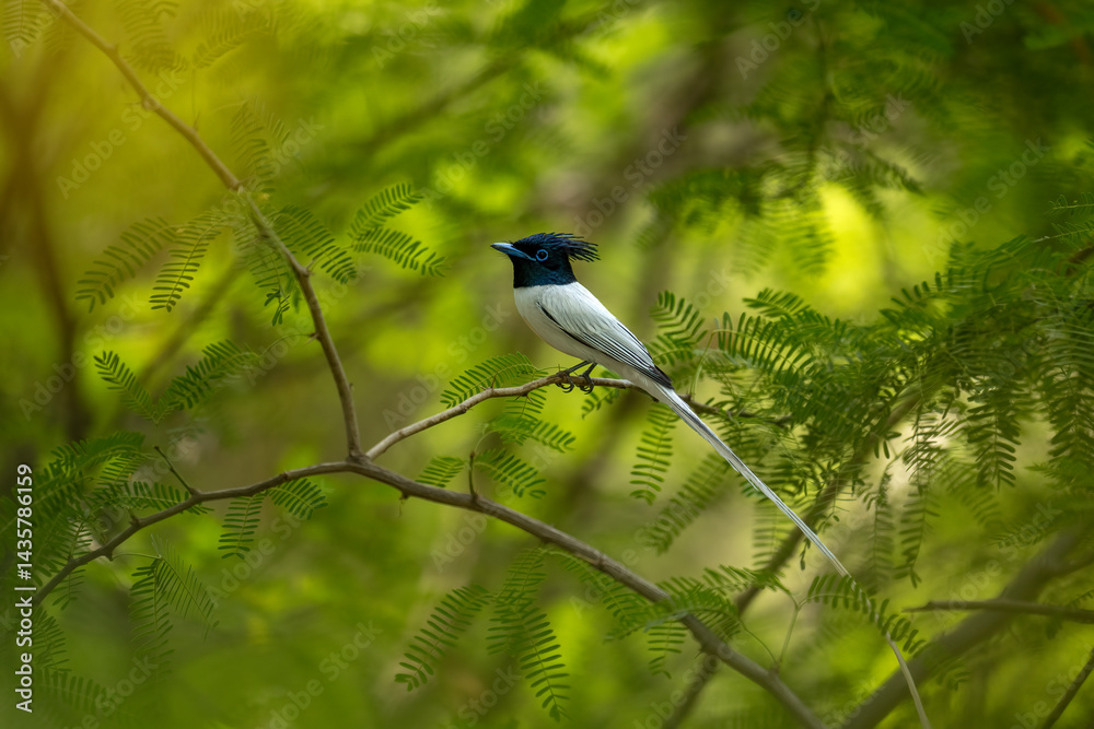 A beautiful male indian Paradise flycatcher dancing in forest