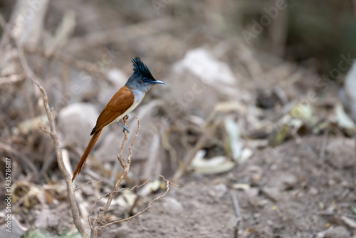 Obraz na płótnie A Indian paradise flycatcher Bird Perched on a Branch in Natural Habitat w salonie